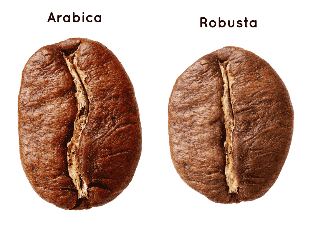 Arabika vs robusta